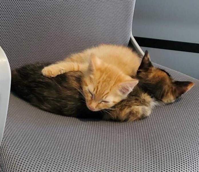 Без кота и жизнь не та