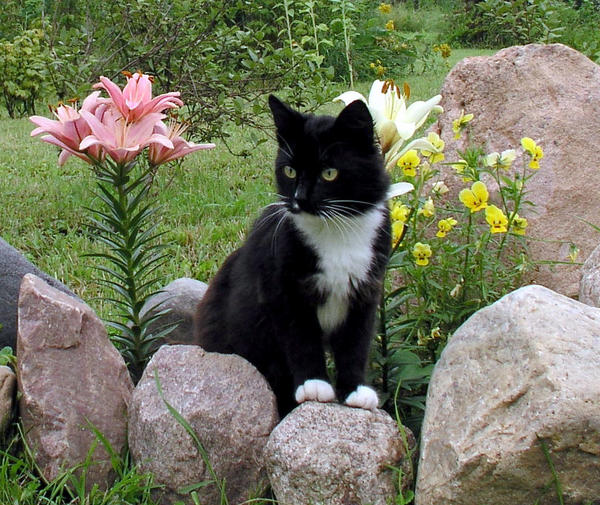 Кошка в ландшафтном дизайне, или Если у вас есть сад и кошка... 