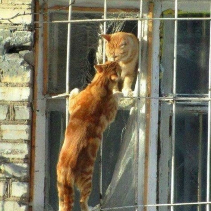 Кошачья романтика.