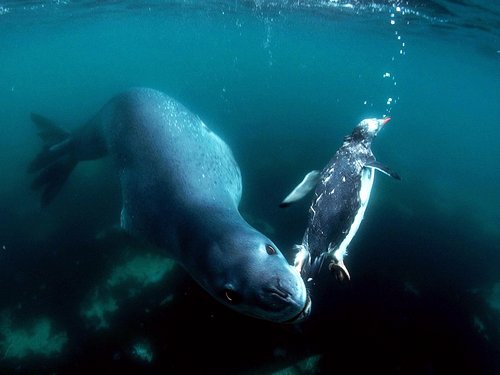 Морской-леопард-Описание-и-образ-жизни-морского-леопарда-7