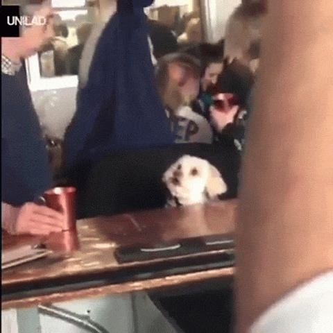 26 животных, чьи фото нужно смотреть два раза в день для настроения 26 животных, чьи фото нужно смотреть два раза в день для настроения животные