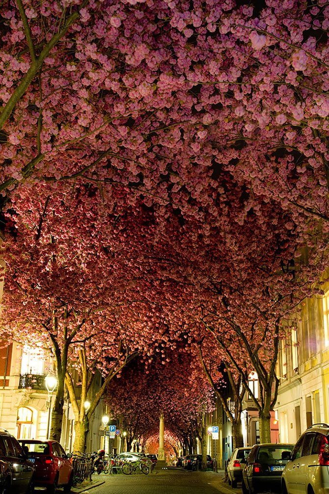 Виртуальная прогулка по самым романтичным улицам планеты, превращённым в живые тоннели красиво,планета,романтика