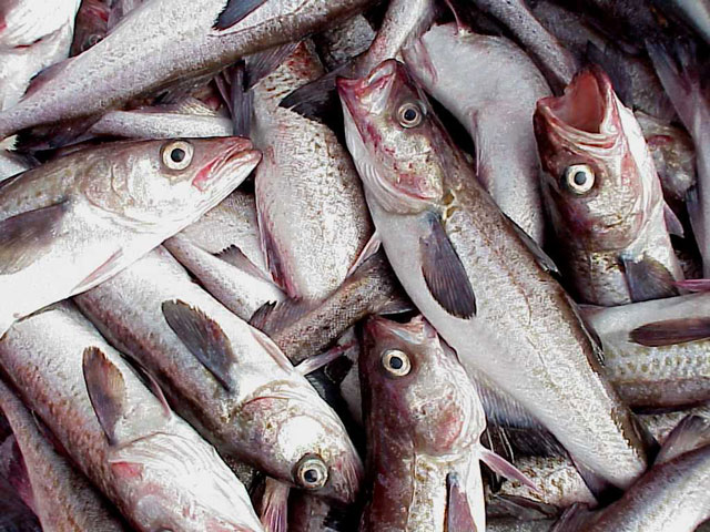 ЕС откажется от четверти импорта свежей рыбы ради санкций против России