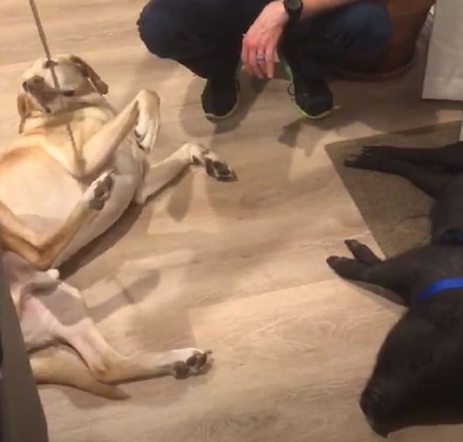 Питомцы лежат