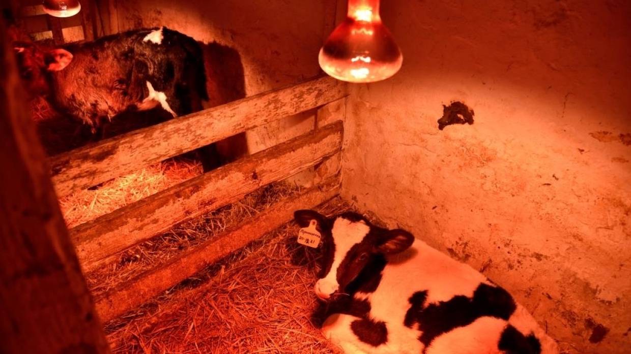 Фермер в Дагестане защищает свой скот от вирусов при помощи инфракрасных ламп
