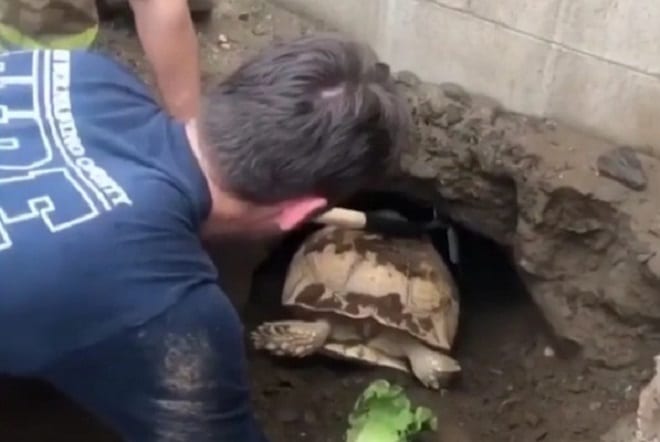 Пробираясь к соседям, пес застрял в лазейке. Но оказался он там не один… истории из жизни