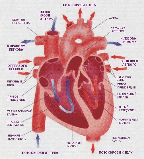 Факты о сердце, изображение №1
