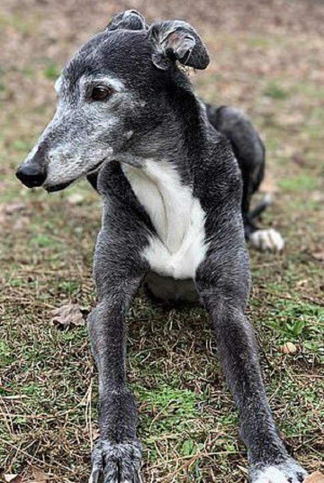 «Она не сможет ходить» — сказали врачи плачущей хозяйке, но собака оказалась сильней мрачных прогнозов «Она не сможет ходить» — сказали врачи плачущей хозяйке, но собака оказалась сильней мрачных прогнозов истории из жизни