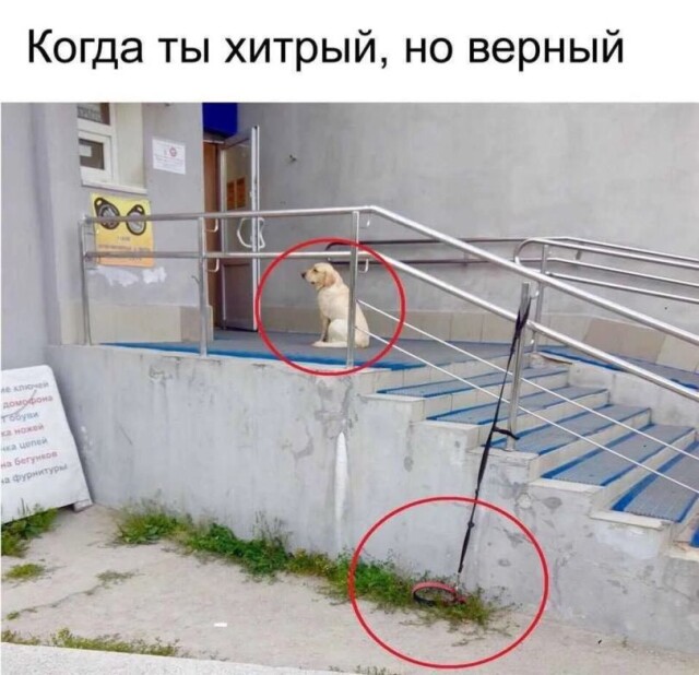 Мемы для отличного настроения 