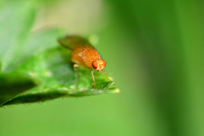 Плодовые мушки: как быстро избавиться от надоедливых насекомых быт,лайфхак,насекомые,полезные советы,уборка