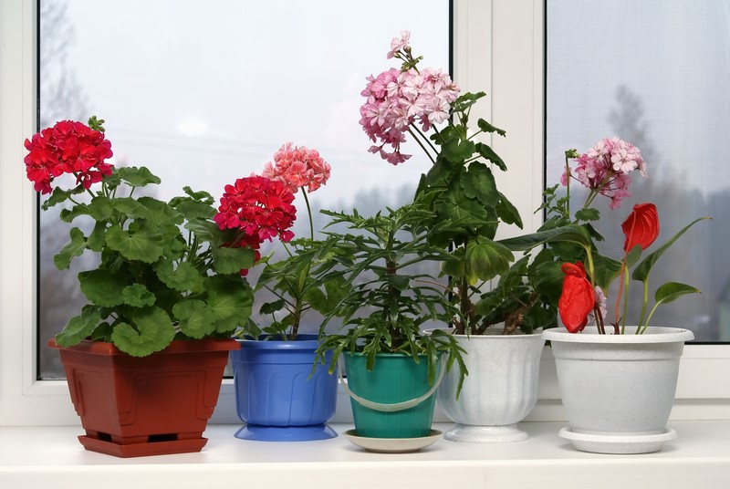 Как обеспечить пышное цветение герани и что делать с цветком зимой комнатные растения