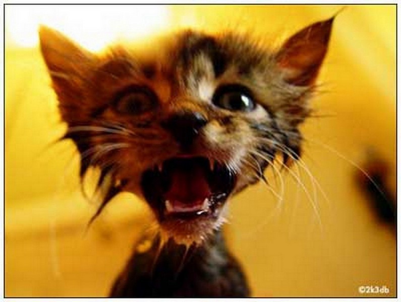 Влажные киски Влажные киски