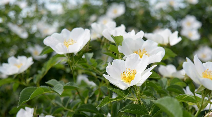Все садовые шиповники: учимся разбираться в старинных парковых розах цветками, шиповник, – роза, розовыми, побеги, rugosa, простыми, шипов, имеет, цветет, морщинистая Rosa, время, среди, покрыты, мелкими, столько, колючейшая, видовых, самых, особенно