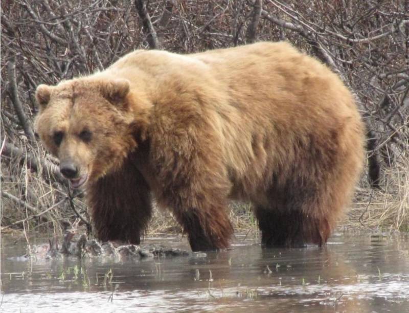 Что ест бурый медведь в дикой природе и где живет?
