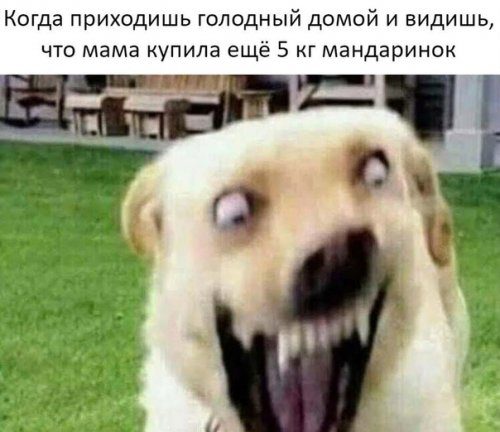 Весёлые фотомемы дня