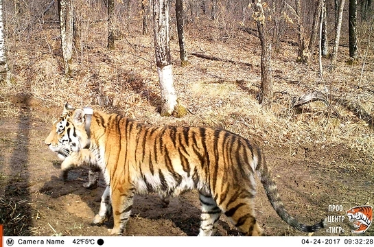 У тигров, которых президент Путин выпустил в заказнике