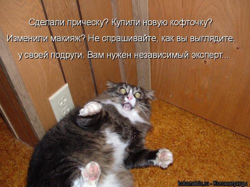 Лучшая котоматрица недели  смешные картинки