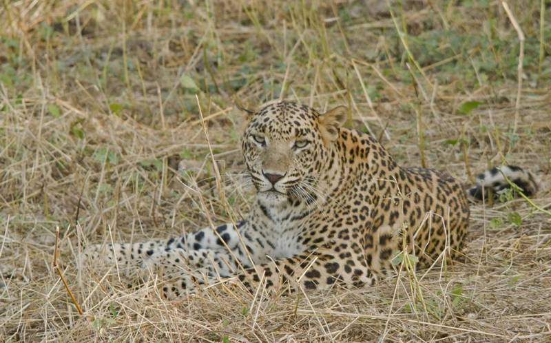 Индийский леопард: фото, образ жизни и места обитания