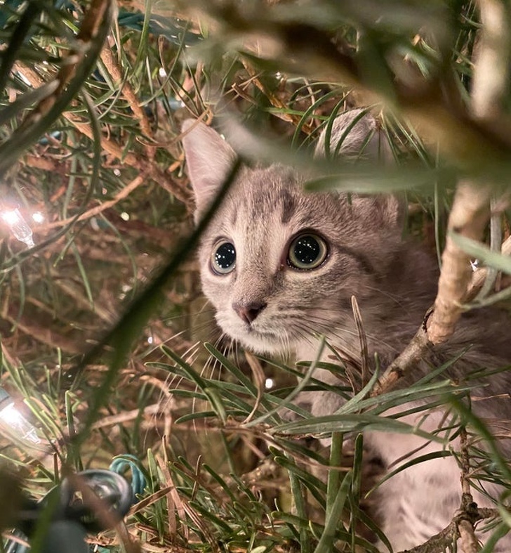 Котики не могут пройти мимо ёлки! Котики не могут пройти мимо ёлки!