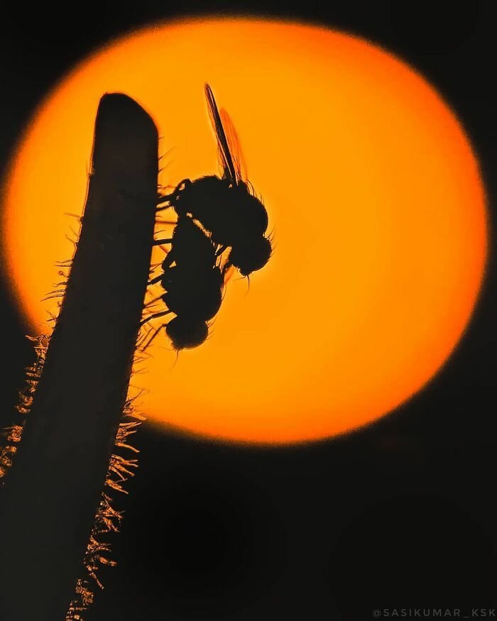 Фотография: 20-летний индиец делает невероятные фото насекомых на телефон №29 - BigPicture.ru
