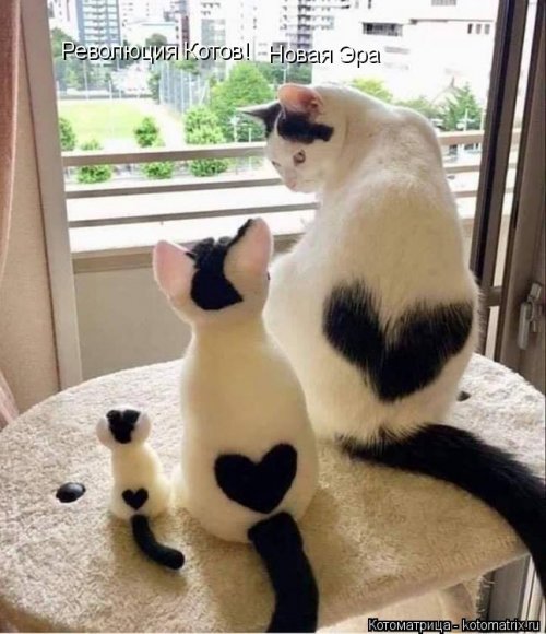 Лучшая котоматрица недели  смешные картинки