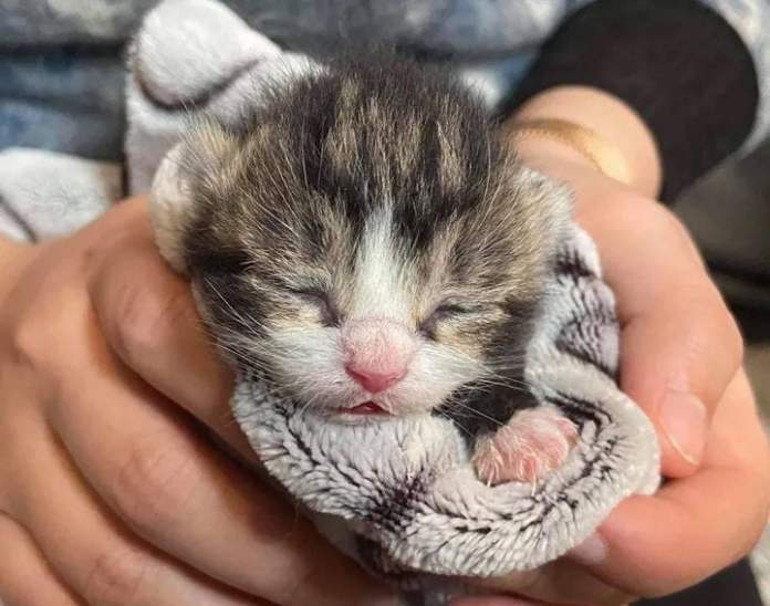 Без кота и жизнь не та