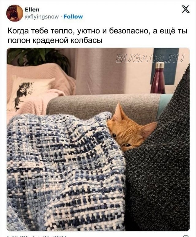 Прикольные КОТОмемы  