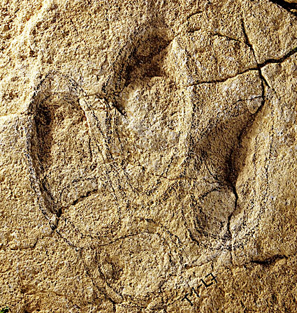 C0162933-Fossil_dinosaur_fo.jpg