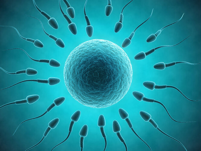 Факты о мужском семени, которых вы наверняка не знали сперматозоидов, спермы, в среднем, больше, веществ, клетки, чтобы, более, из них, около, яйцеклетки, содержит, между, белья, состоит, показало, сперматозоиды, организме, Правда, придется