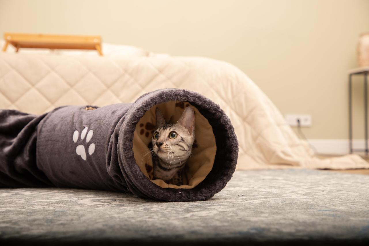 Почему кошки будят нас по ночам, и как отучить их от этой привычки питомец, активности, кошка, больше, можно, хозяев, помогает, чтобы, хозяева, вечером, питомца, может, получает, кошки, ночное, после, беспокойство, когда, понимает, которые