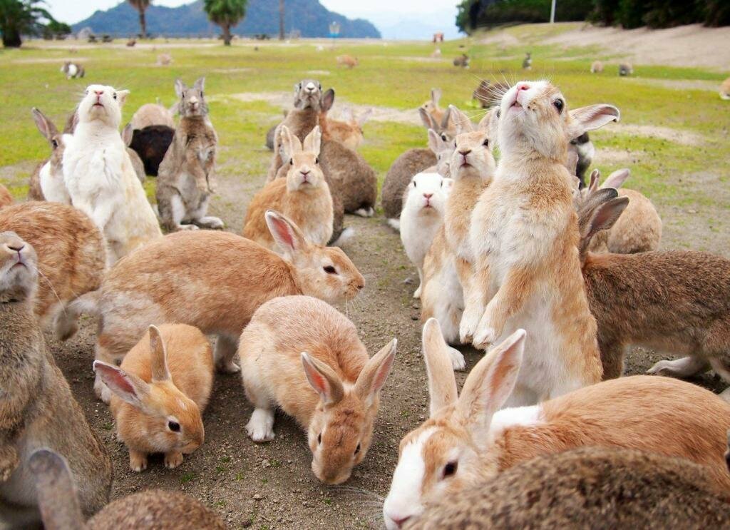 Остров Окуносима, где живут тысячи кроликов, умиляет туристов настолько, что они хотят остаться можно, кролики, очень, всего, Кстати, являются, давно, основным, которые, животных, который, остров, дикие, кроликов, нужно, лучше, место, здесь, туристов, стоит