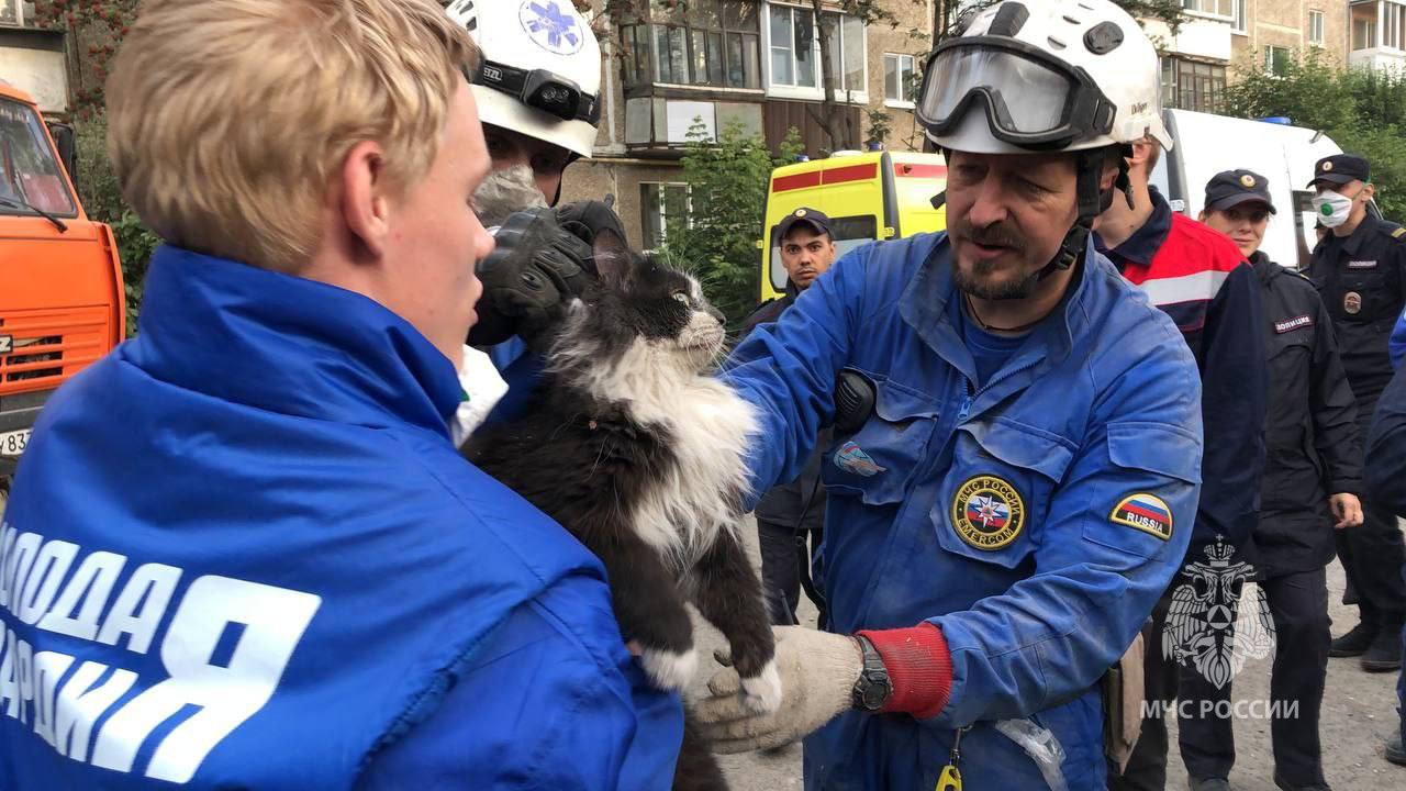 В Нижнем Тагиле из-под завалов рухнувшего дома достали живого кота