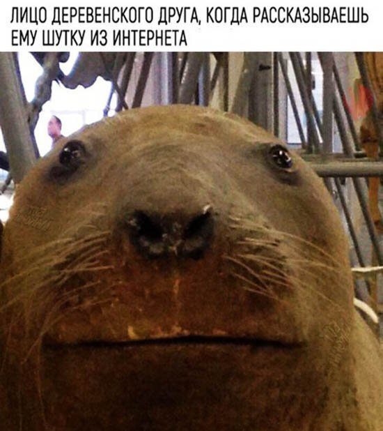Весёлые комментарии из соцсетей!