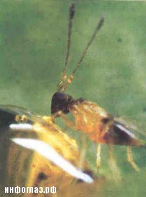 Самое маленькое насекомое в мире Самое маленькое насекомое в мире интересное,насекомые,природа