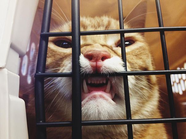 25 смешных котов, которые только что осознали, что находятся у ветеринара коты у ветеринара, кошка у ветеринара, смешные коты