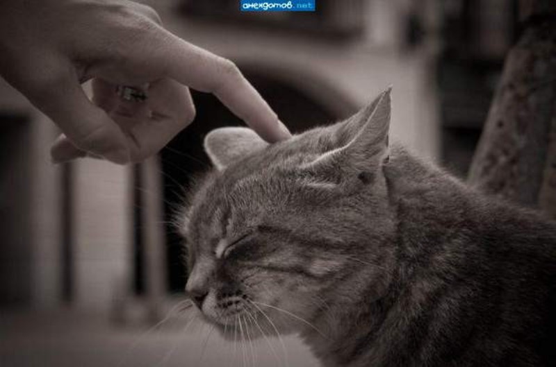 Русские пословицы о мурчащих кошка, кошке, кошек, кошки, любили, Великий, пост Борода, честь, есть Отольются, мышкины, слёзки Живут, собакой Отчего, гладок, бок Покупать, мешке Кот, пляс Зарекалась, серы Кошку, лазить Ночью, против, шерсти