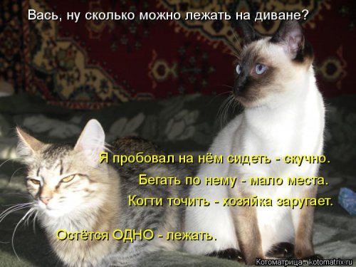 Лучшая котоматрица недели  смешные картинки