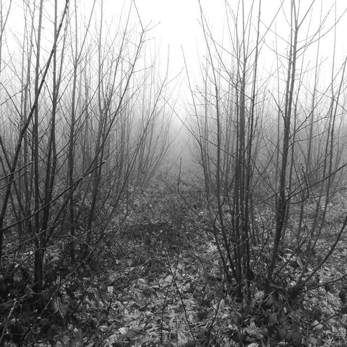 «В начале моего пути в лесу преобладал орешник, который я встречаю не очень часто. Я всегда представлял себе орешник как дружелюбное дерево, которое отлично сочетается с этим туманом а-ля Эдгар Аллан По» в мире, интересно, карта, любопытство, путешествие
