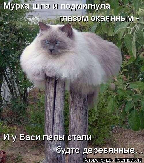 Свежая котоматрица для всех (31 шт)