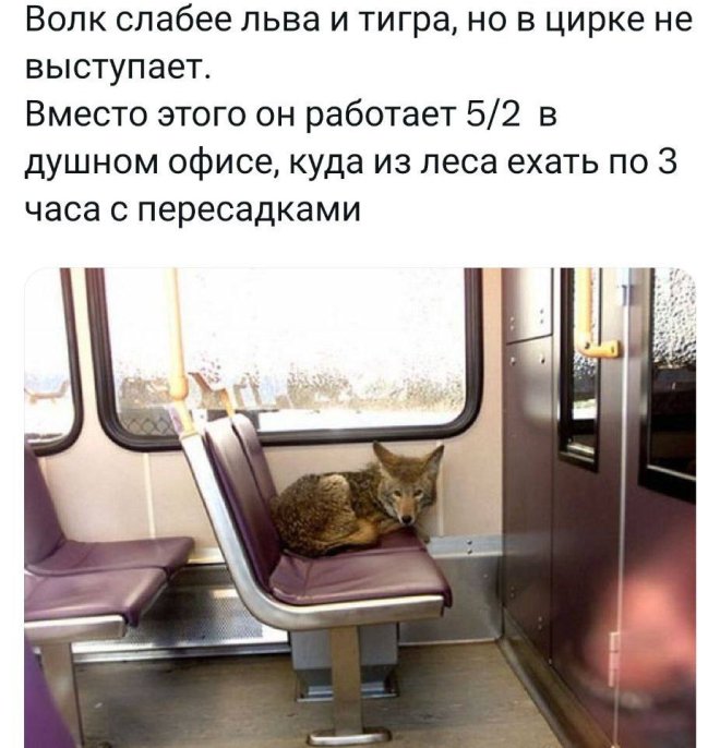 Анекдоты недели и Дональд с Илоном г,Санкт-Петербург [1414662]
