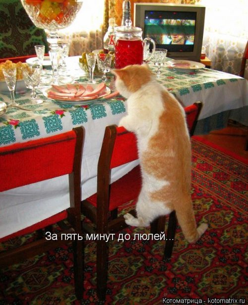 Лучшая котоматрица недели  смешные картинки