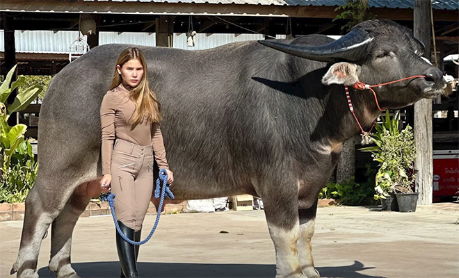 Женщина вывела на прогулку самого большого буйвола в мире. Он размером с небольшой автобус: видео