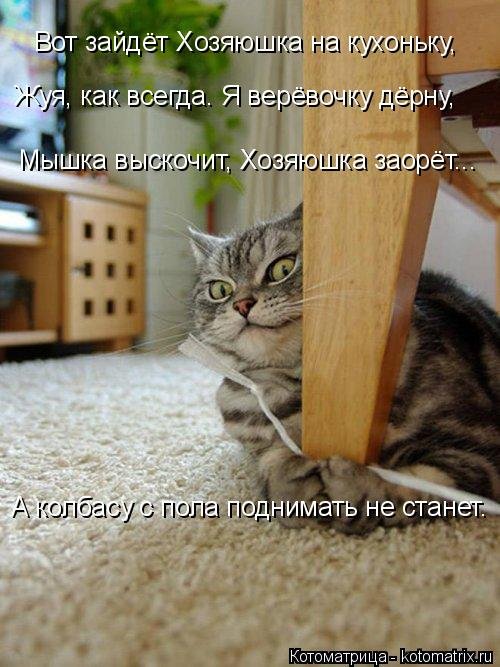 Лучшая котоматрица недели  смешные картинки