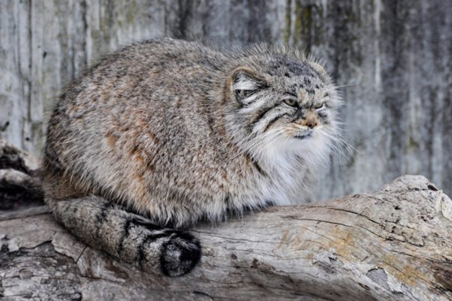 Кот, который победил время