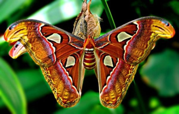 Самая большая в мире бабочка живет в Гималаях