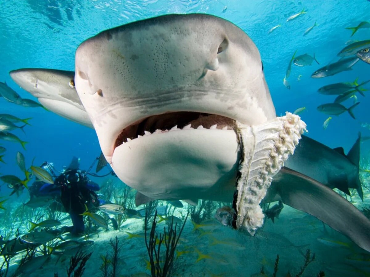 Тигровая акула, одна из 5 самых опасных акул в мире акулы, акула, может, побережья, часто, акулой, морские, только, очень, спортивной, молодых, убила, скопление, сразу, является, полосы, большой, людей, поэтому, линия