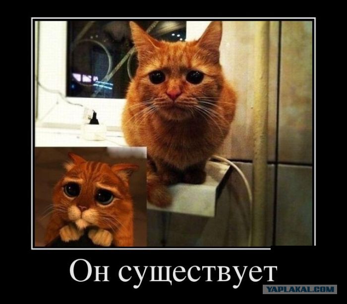 Прикольные КОТОмемы  