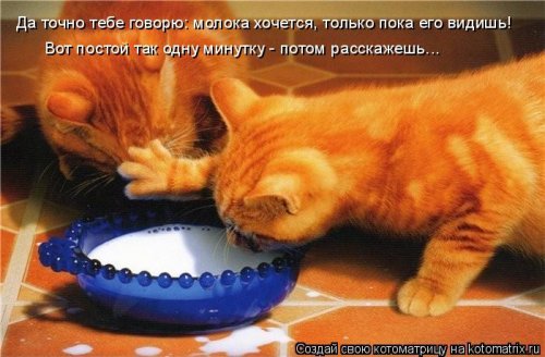 Лучшая котоматрица недели  смешные картинки