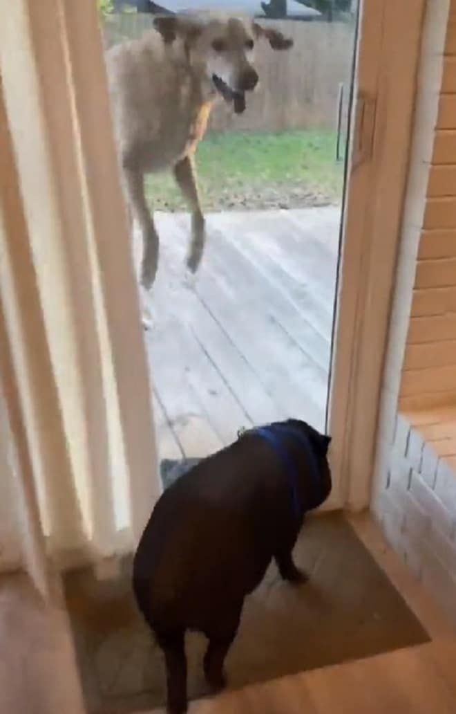 Счастливый пес