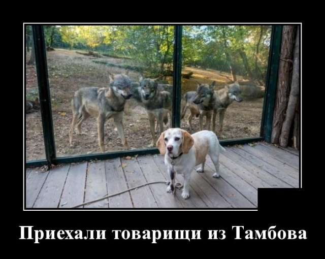 Василий Иванович с Петькой сидят, скучают Василий Иванович с Петькой сидят, скучают анекдоты